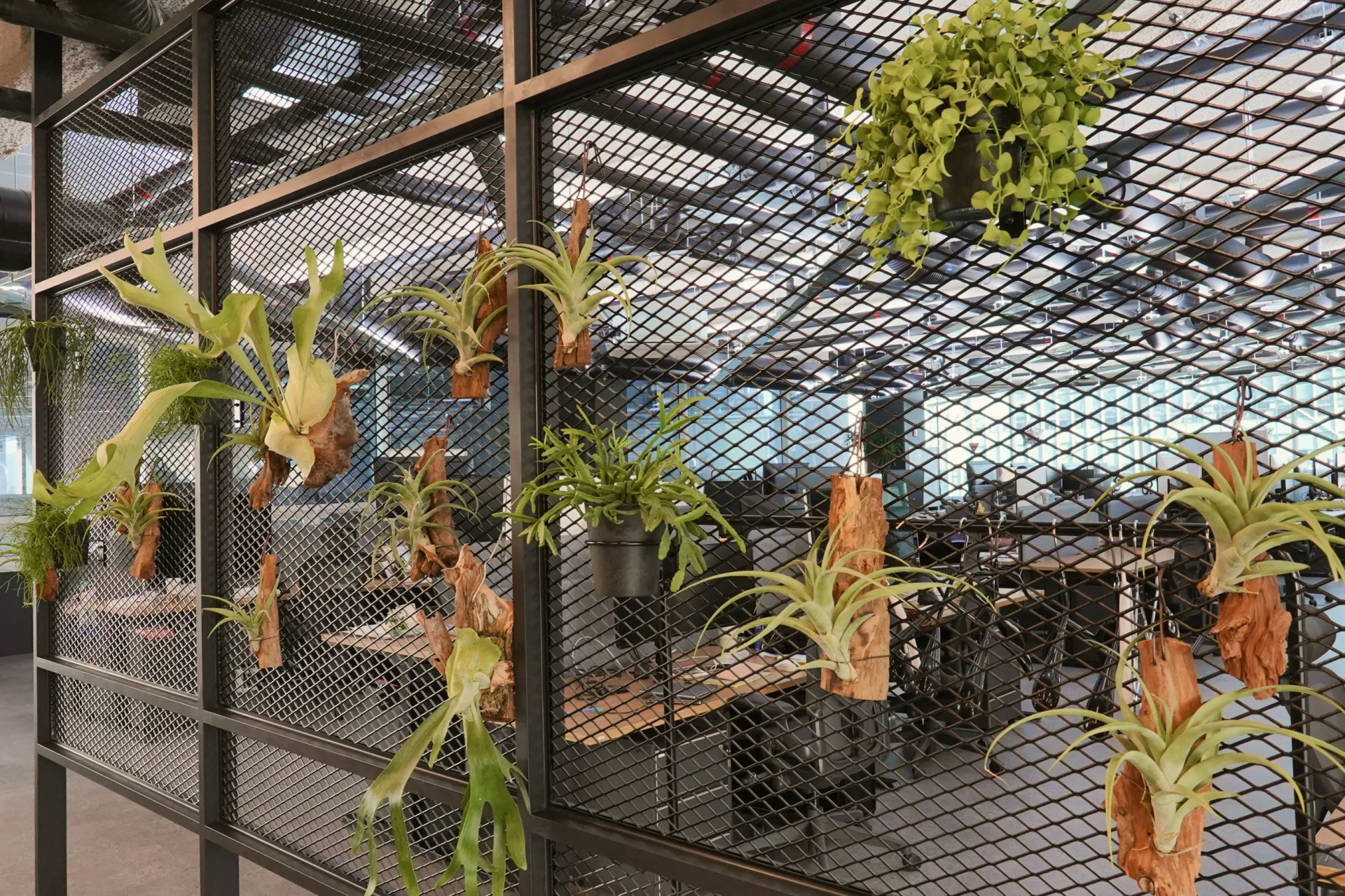 오피스 휴게공간과 사무공간 사이 가벽에 설치한 행잉플랜트.