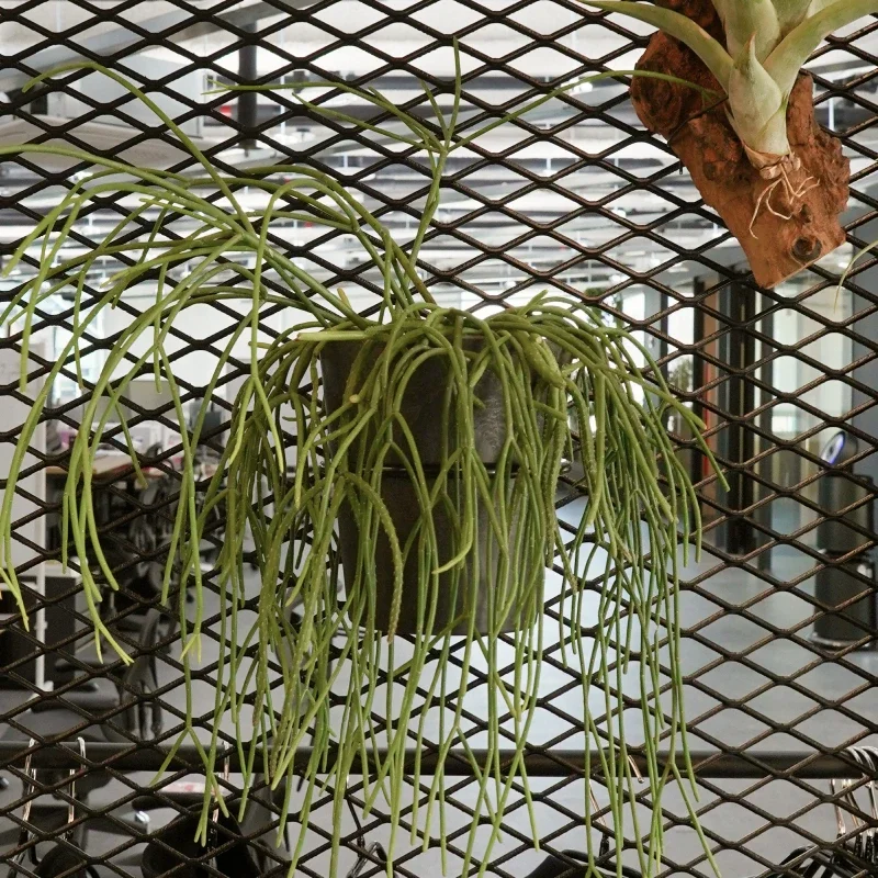 흘러내리는 잎이 매력적인 식물