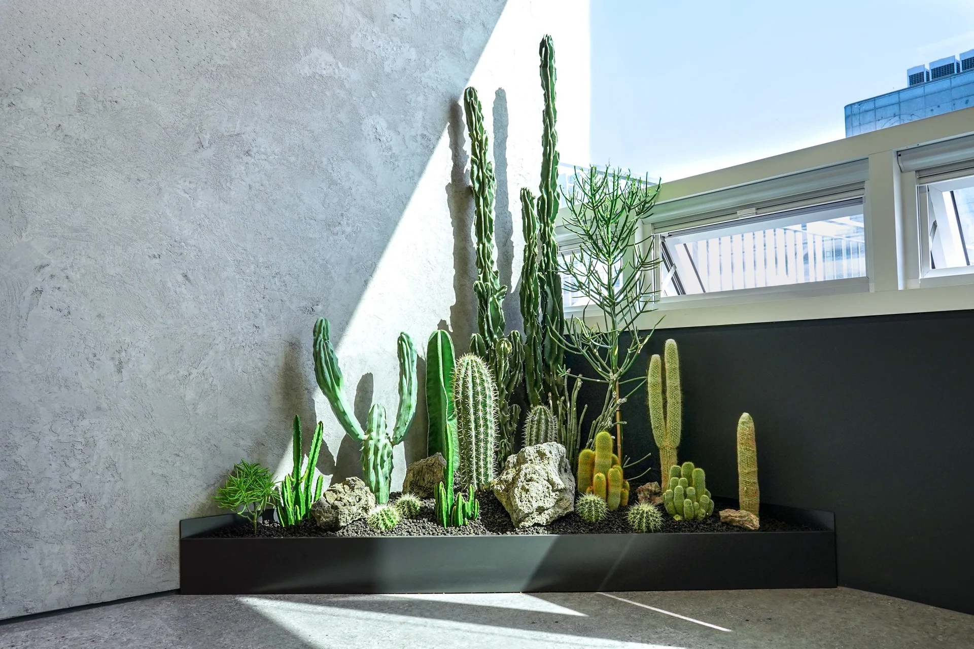 선인장으로 꾸민 실내 정원. 햇빝이 들어오는 코너 자리에 다양한 종류의 다육식물과 선인장이 식재되어 있는 모습.