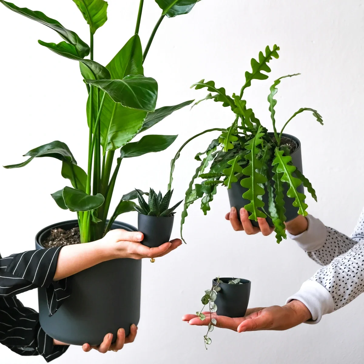 관엽식물 여인초, 피쉬본 선인장, 다육식물 등 다양한 식물을 심은 화분을 들고 있는 모습