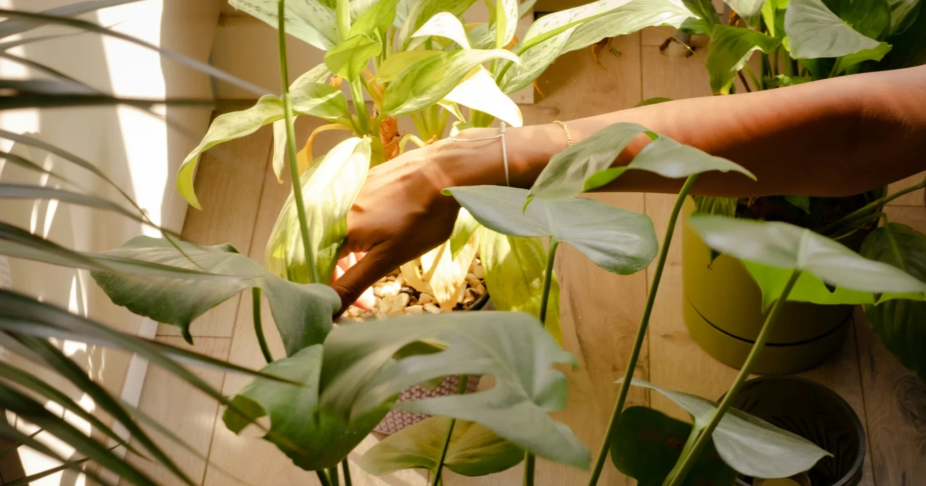 햇빛이 잘 들어오는 곳에 여러 개의 몬스테라 화분이 놓여 있는 모습.