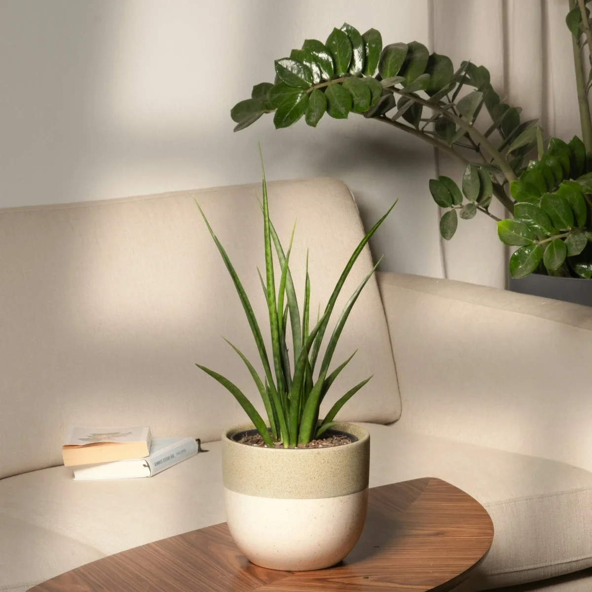 테이블 위에 스투키 화분이 놓여져 있고 소파 옆에는 금목서가 있는 모습