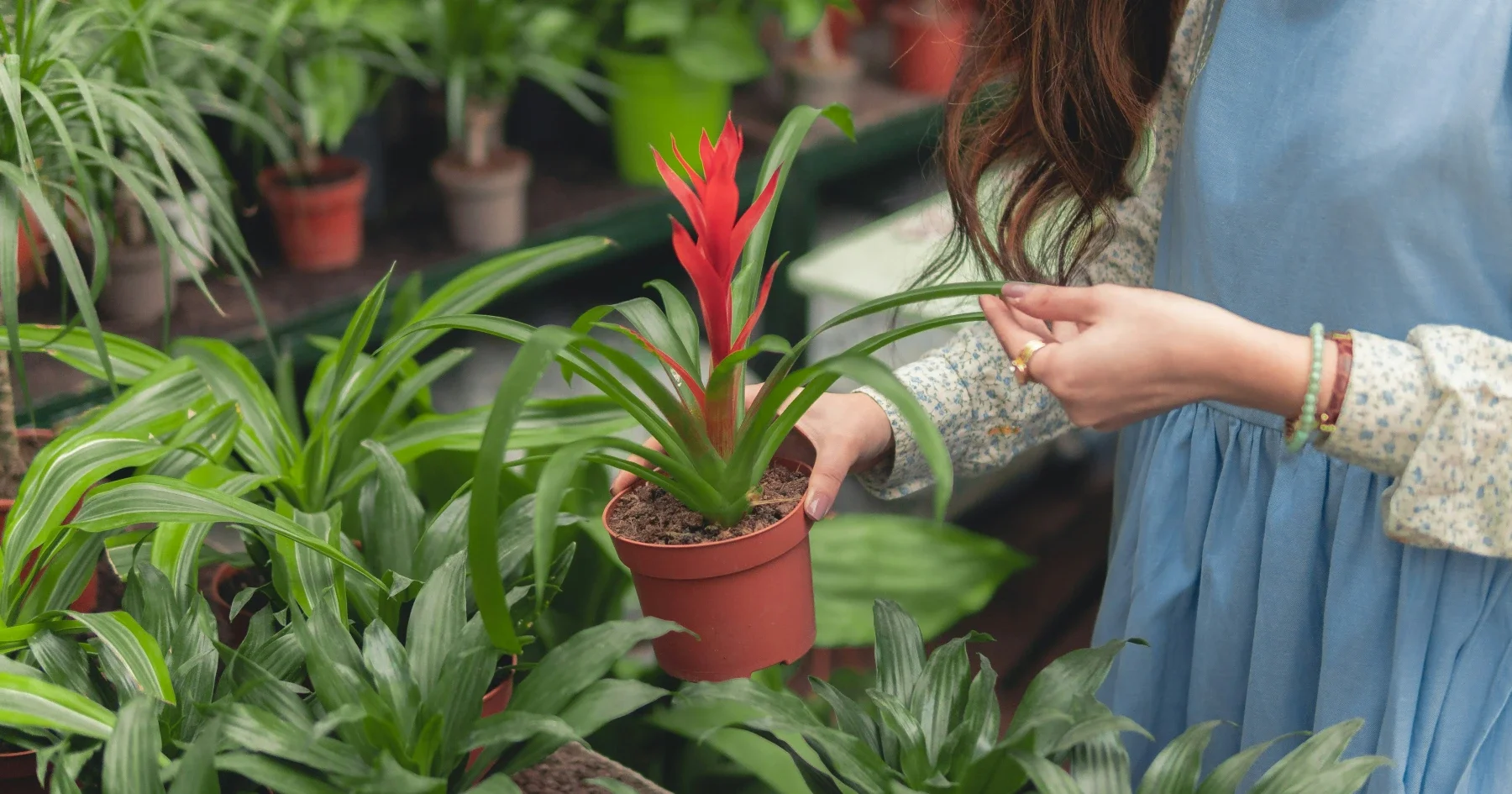 빨간 잎이 두드러지는 화분을 들고 있는 여성의 모습