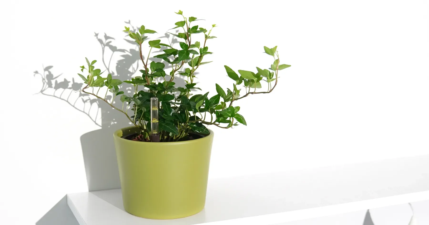 화분에 아이비가 심어져 있는 모습. 수경식물 전용 수입 화분.