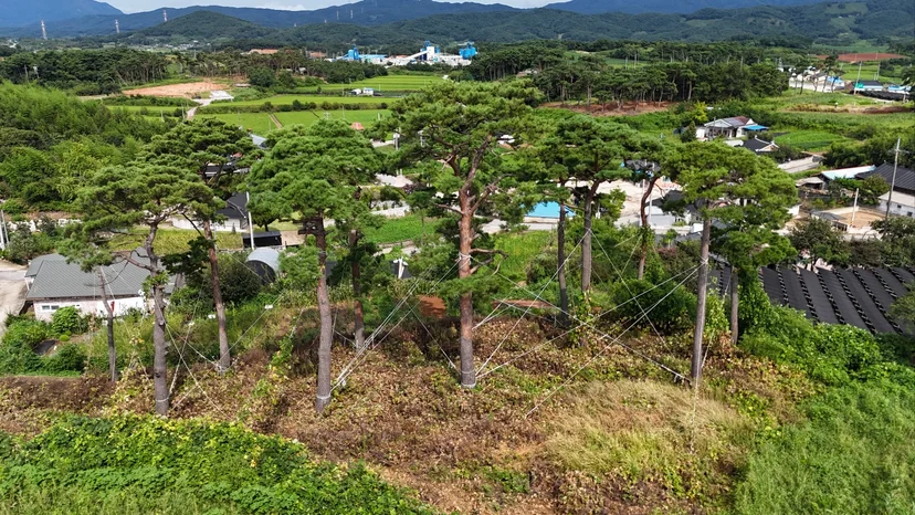 루트릭스가 보유한 문주 식재에 적합한 고품질 수목