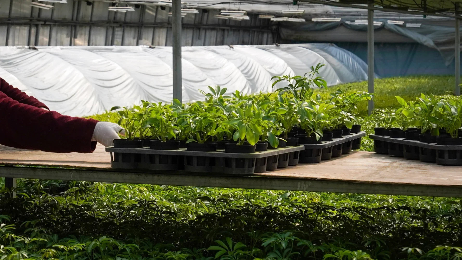 에코피플 농장 식물 재배 - 실내 플랜테리어용 관엽식물을 트레이에 재배하는 에코피플 농장 현장