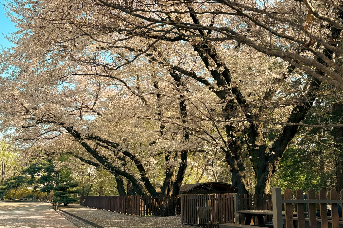 홍릉숲 왕벚나무 쉼터 전경 - 수령 100년 이상 왕벚나무 세 그루가 만개한 봄날의 홍릉숲 1경