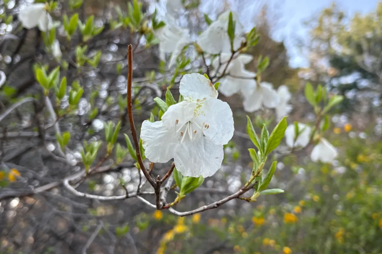 홍릉숲 흰진달래 - 멸종위기종으로 분류되었던 희귀 꽃나무 흰진달래의 순백 꽃잎 클로즈업
