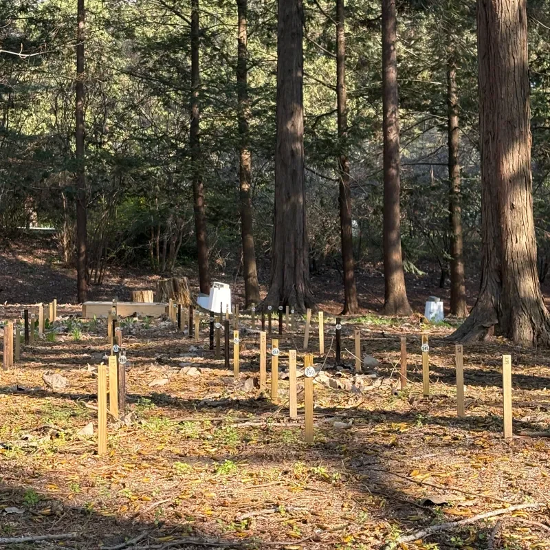 홍릉숲 산림 연구 현장 - 낙우송숲 아래 생물다양성 모니터링을 위한 조사 구획 표지