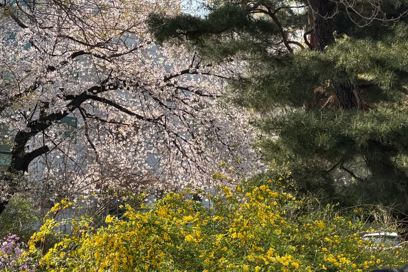 홍릉숲 봄 풍경 - 만개한 왕벚나무 벚꽃과 노란 황매화가 함께 피어있는 봄날의 홍릉숲