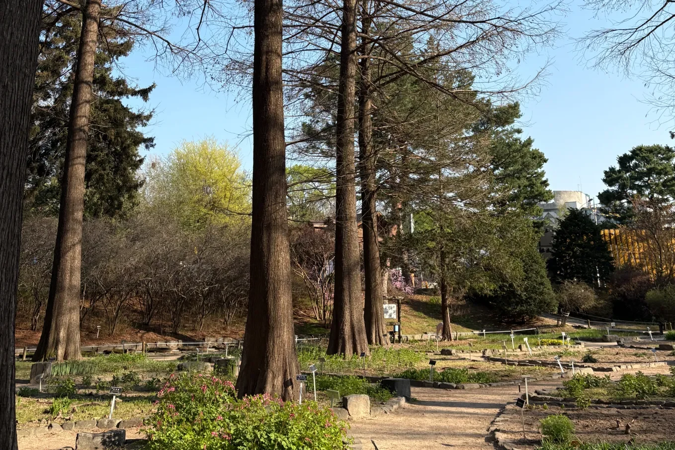 홍릉숲 낙우송숲 산책로 - 키 큰 낙우송들 사이로 이어지는 홍릉숲 탐방 코스