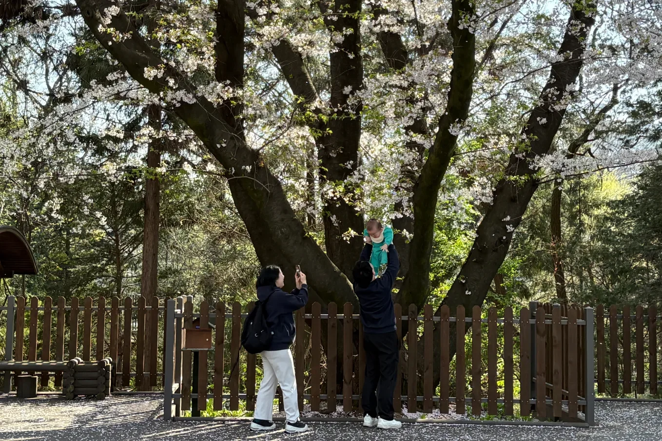 홍릉숲 왕벚나무 쉼터 - 만개한 왕벚나무 아래에서 봄을 즐기는 방문객들