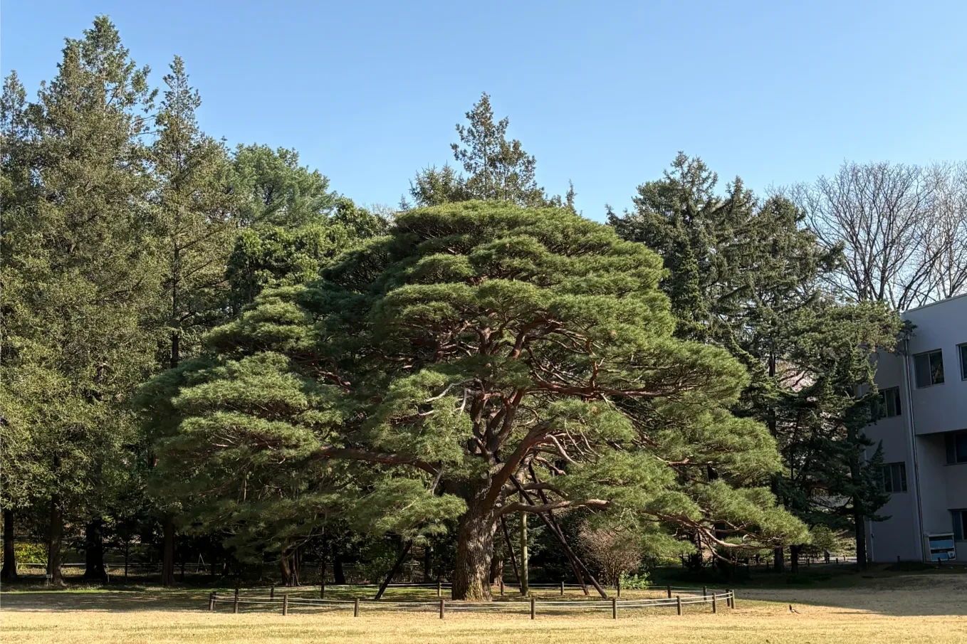 홍릉숲 반송 전경 - 홍릉숲의 최장수 나무 반송의 사방으로 퍼진 웅장한 수형 전경