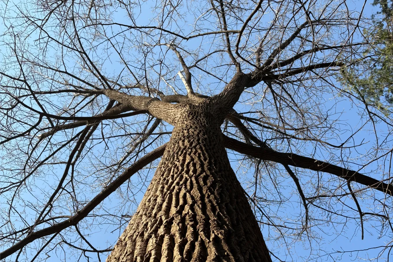 홍릉숲 노블포플러 - 국내에서 가장 키 큰 나무 노블포플러를 아래에서 올려다본 앵글, 높이 38.97m