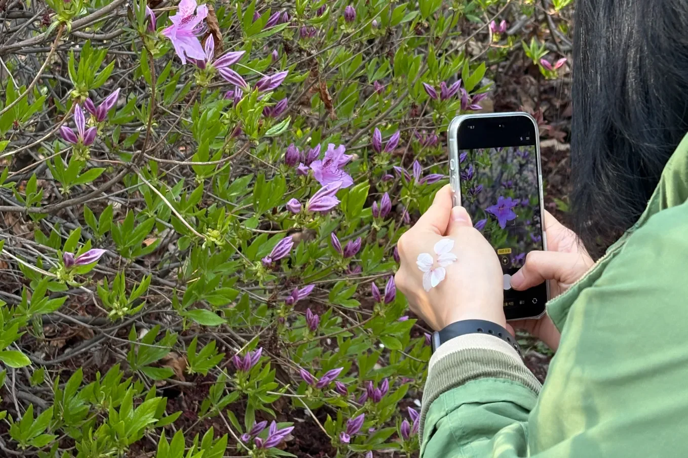 홍릉숲 철쭉 - 스마트폰으로 보라색 철쭉을 촬영하는 방문객, 손 위에 흰 꽃잎을 올려둔 모습