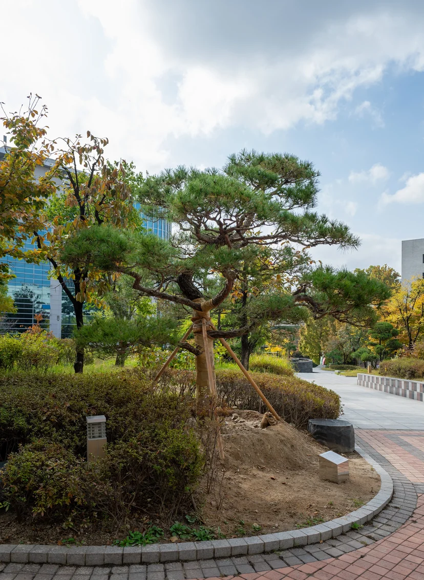 대학교 70주년 기념식수 — H4.0×R30 소나무