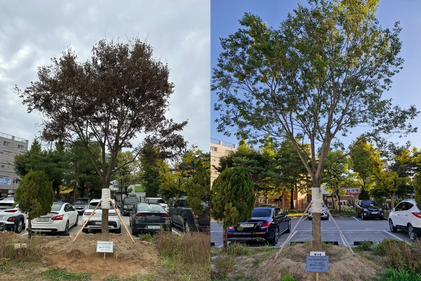 (왼쪽)초등학교 100주년 기념식수 — 팽나무 식재 직후 (2023.10) / (오른쪽)동일 수목 식재 1년 후 모습 (2024.10)