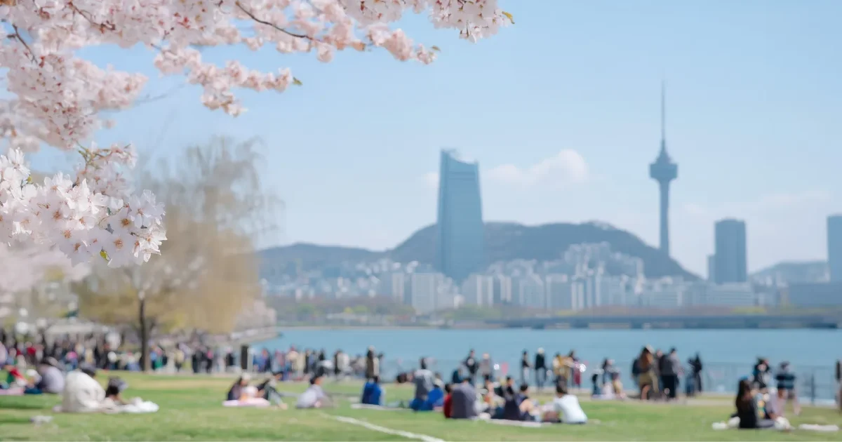 과일소주 여러 캔이 나란히 놓인 이미지, 봄 소풍 분위기