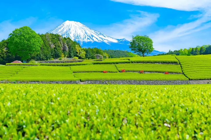시즈오카 후지산 힐링 2박 3일 패키지 여행 