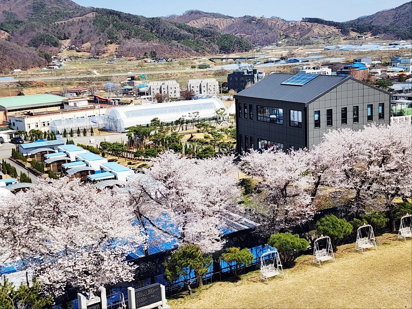 충남 공주 힐스포레 벚꽃이 만개한 전경사진