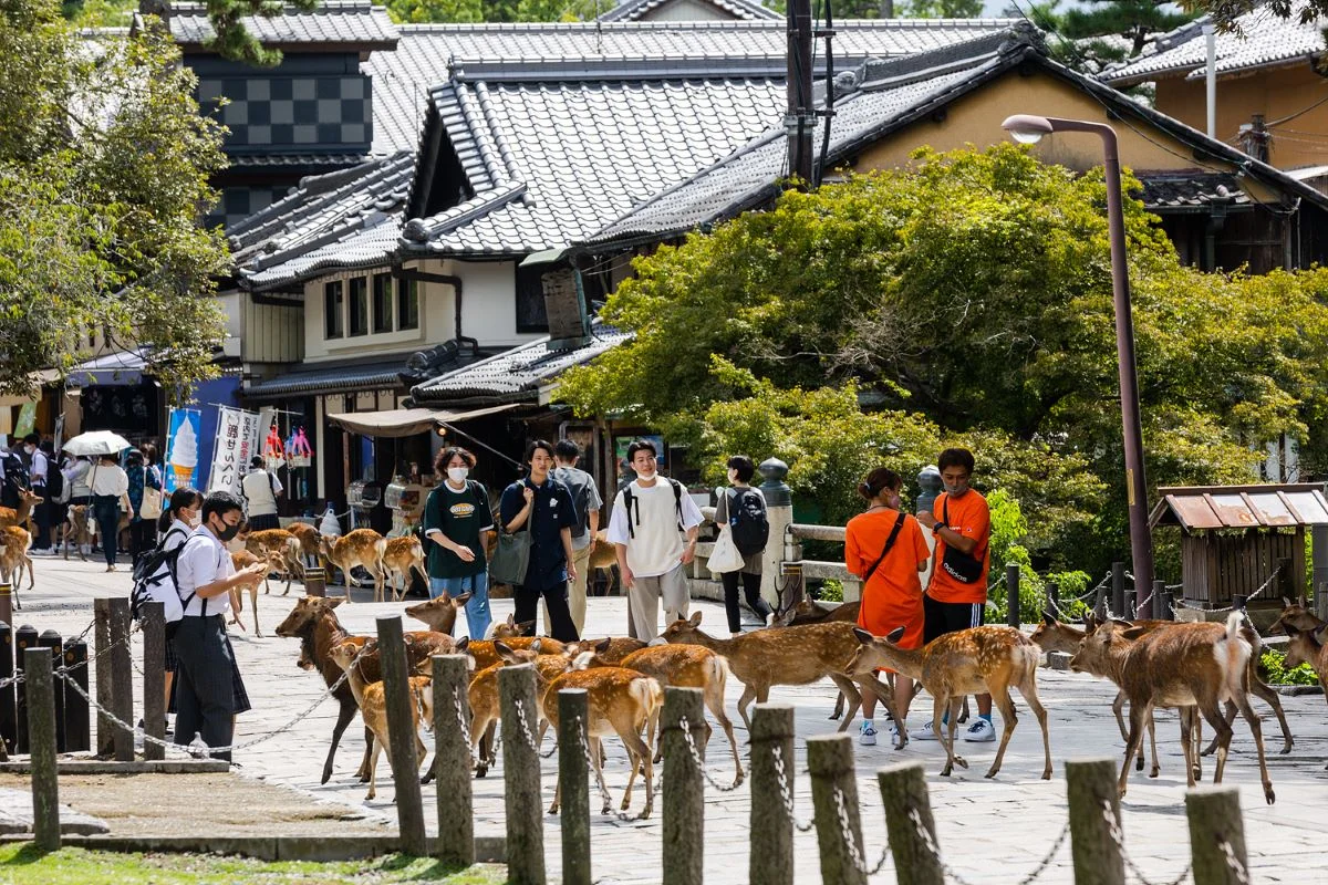 오사카 근교 나라 필수 여행 코스 사슴공원