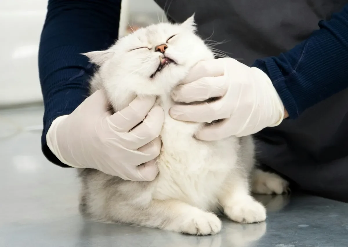 반려동물 보험, 펫보험, 강아지 수술비, 슬개골 탈구