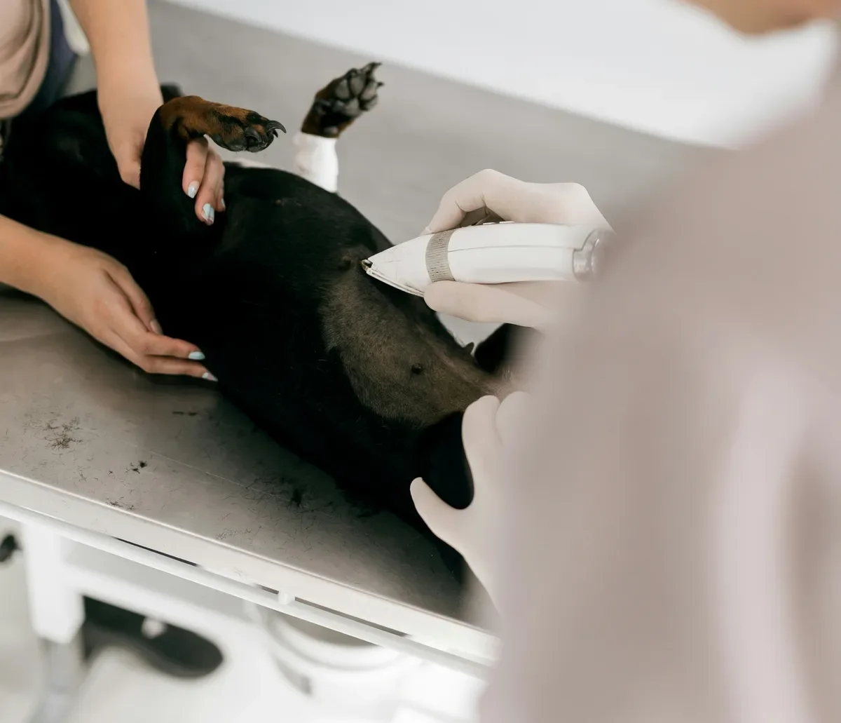 반려동물 보험, 펫보험, 강아지 수술비, 슬개골 탈구