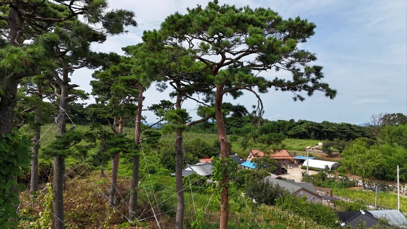 믿을 수 있는 품질의 루트릭스 직보유 소나무