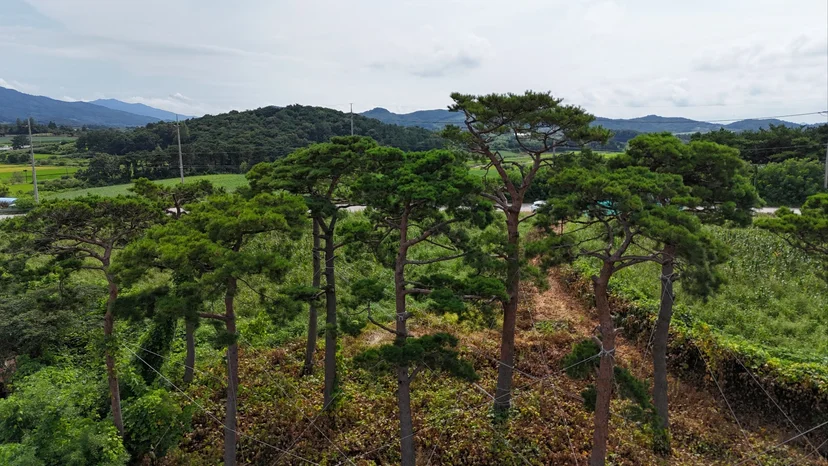 정밀한 점검을 거친 루트릭스 직보유 소나무