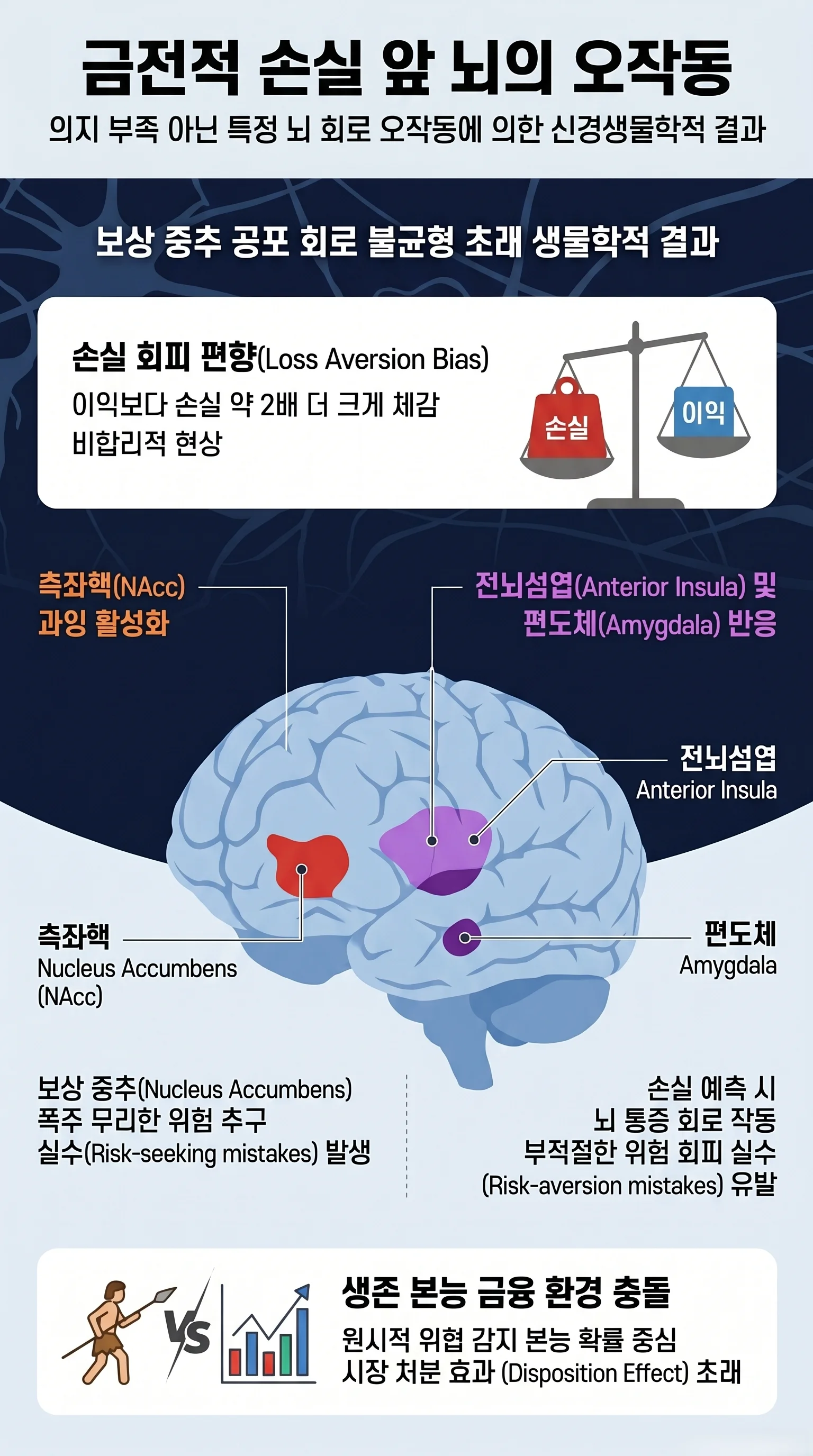 투자 등 금전적 손실 회피 편향과 관련된 뇌의 오작동 기전을 설명하는 해부도. 보상 중추인 측좌핵, 통증 회로인 전뇌섬엽 및 편도체의 정확한 위치와 상호작용을 투영 기법으로 시각화한 신경과학 전문 인포그래픽