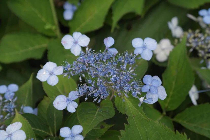 산수국은 토양 산성도에 따라 꽃 색이 달라진다. (출처: 국가생물종지식정보시스템)