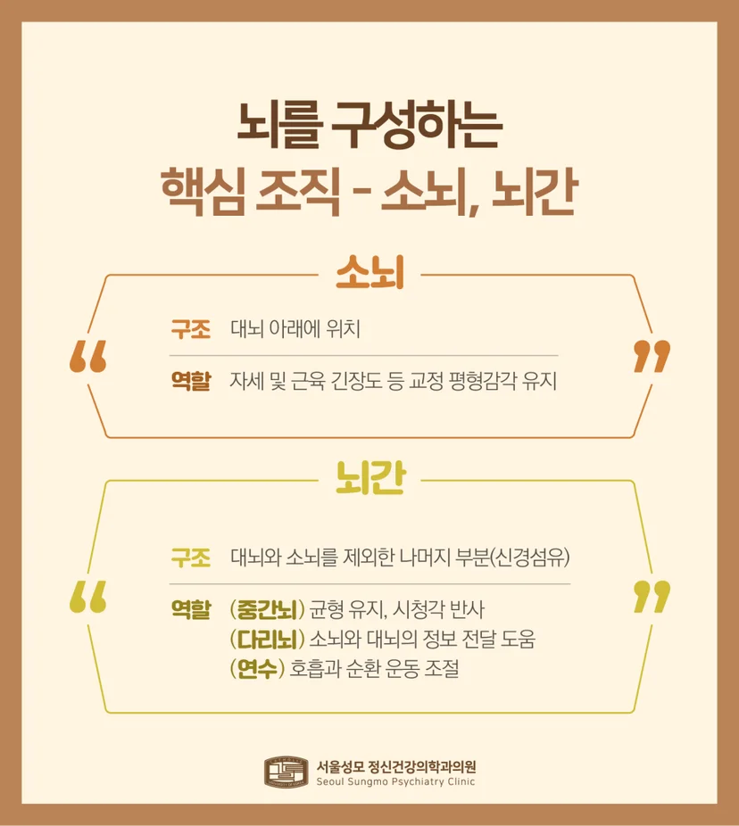 소뇌 및 뇌간 설명