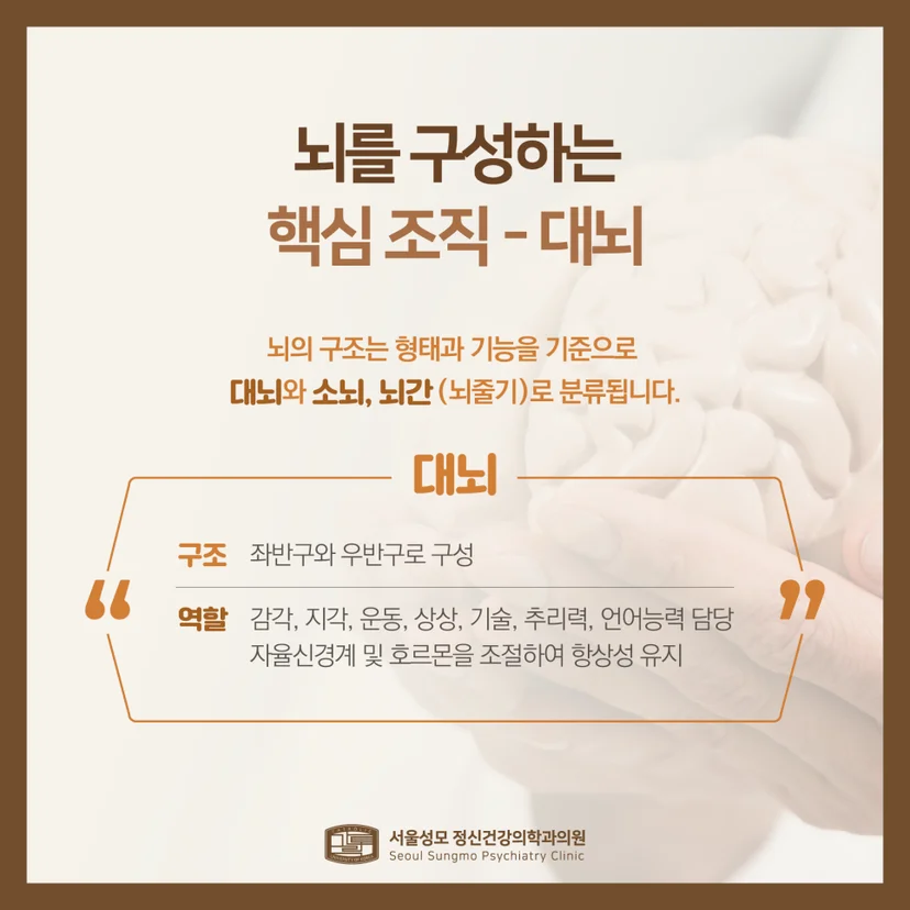 대뇌 설명