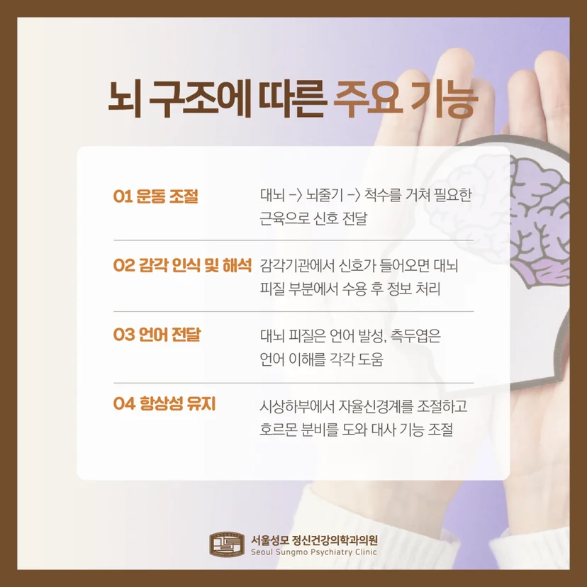 뇌 구조 및 주요 기능 설명