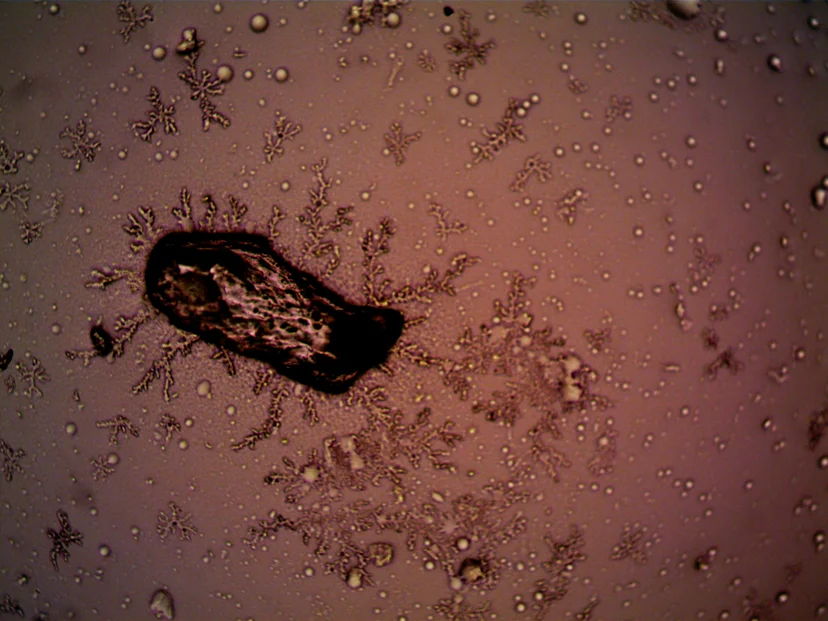 cellular inflammation