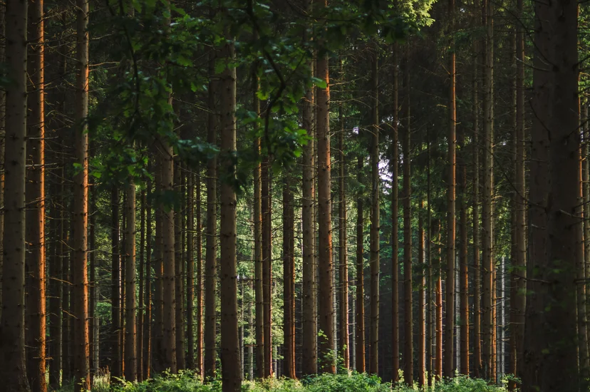 forest for the trees