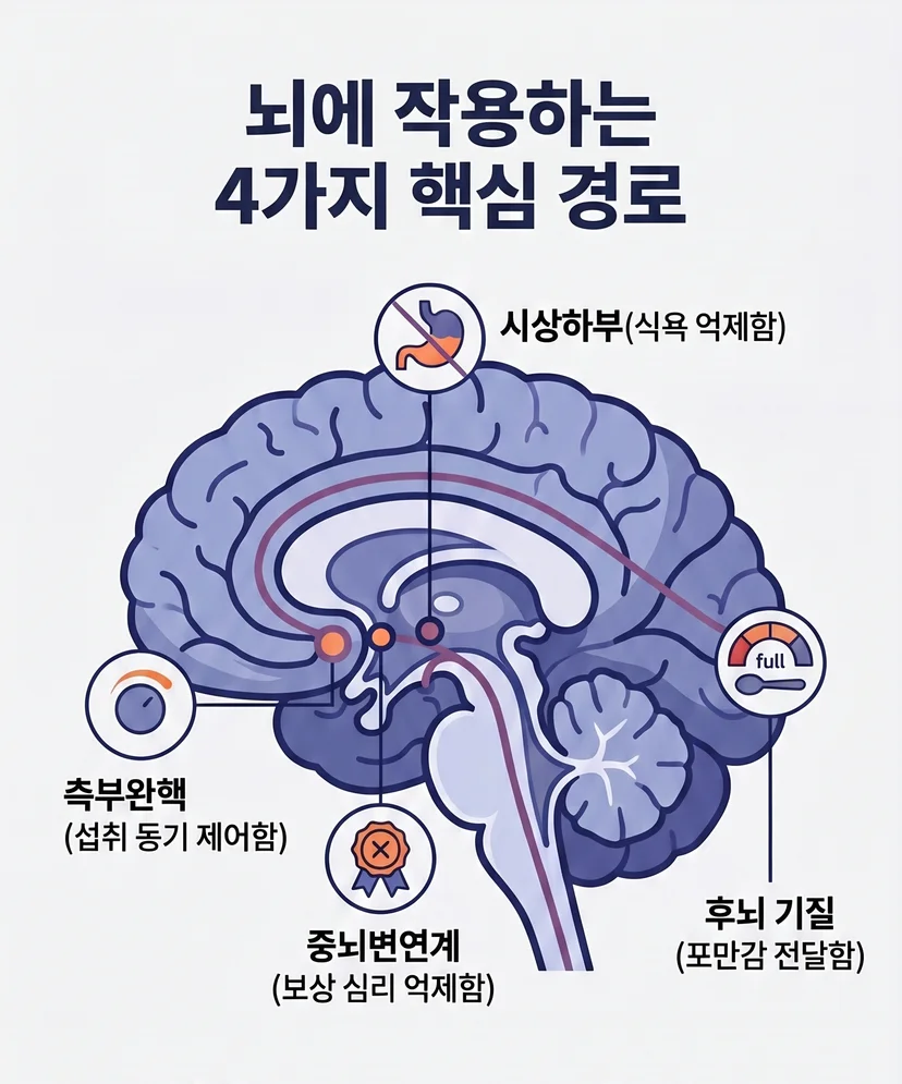 고열량 가공식품으로 인한 뇌 회로 변화와 요요 현상의 생리학적 원인을 시각화한 미니멀리스트 벡터 그래픽