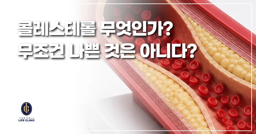 콜레스테롤 무엇인지?