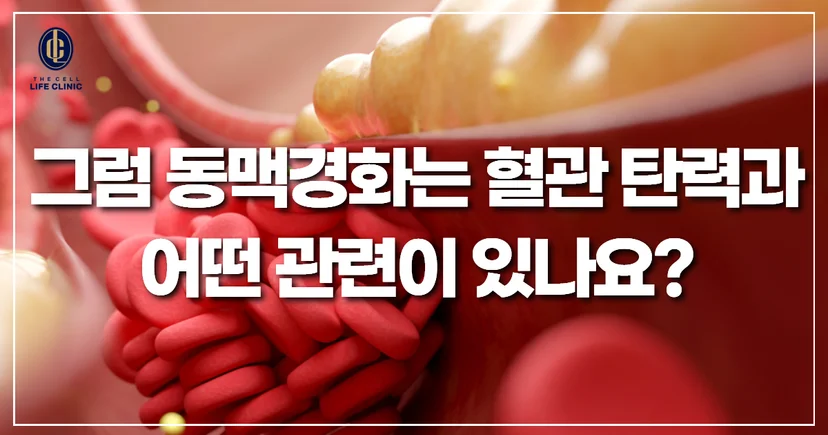 혈관 내벽에 탄력이 떨어지는 것과 동맥경화가 연관되어 있는지 확인 