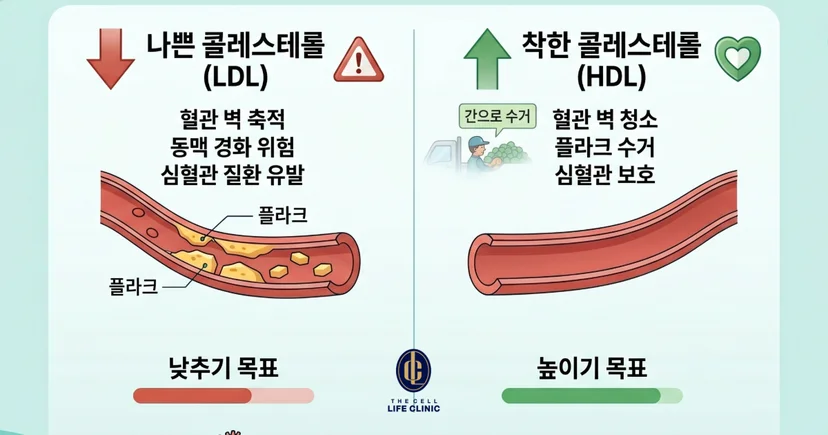 혈관 속 나쁜 콜레스테롤의 특징과 착한 콜레스테롤의 특징을 말해주는 이미지