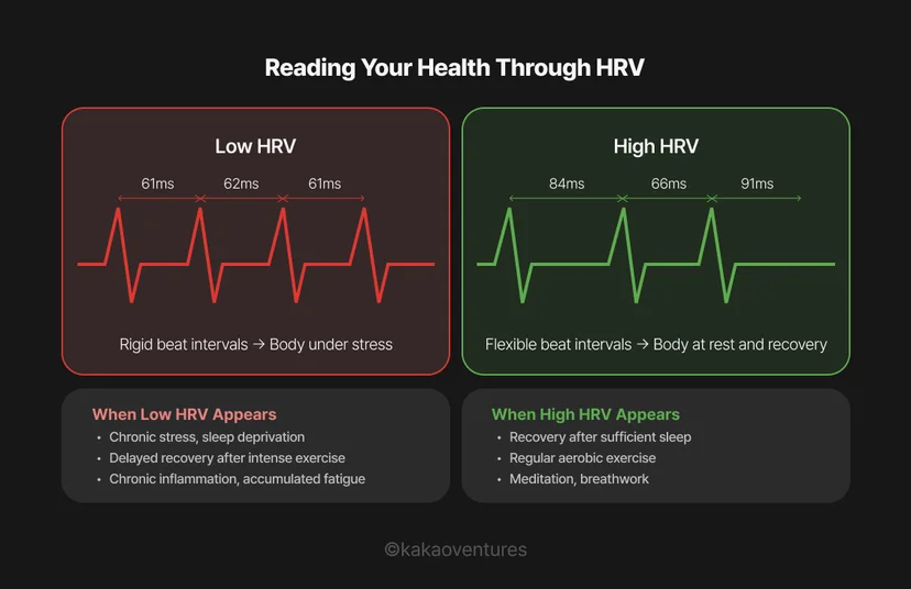 Dual-panel infographic comparing low and high HRV states. Left panel in red shows rigid beat intervals (61–62ms) with labels indicating chronic stress, poor sleep, and delayed recovery. Right panel in green shows variable beat intervals (84–91ms) with labels indicating adequate sleep, aerobic exercise, and breathwork.