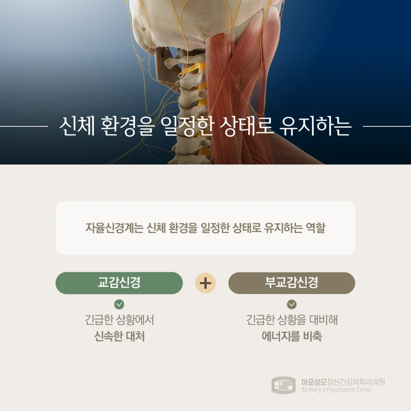 자율신경계 주요 기능