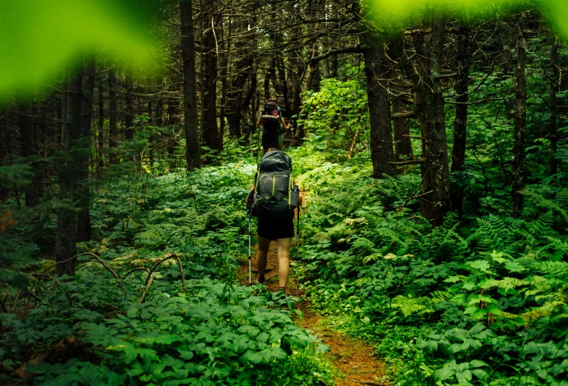 울창한 산림욕 숲길을 배낭을 메고 걷는 등산객들, 짙은 녹음과 고사리 식물로 둘러싸인 산책로
