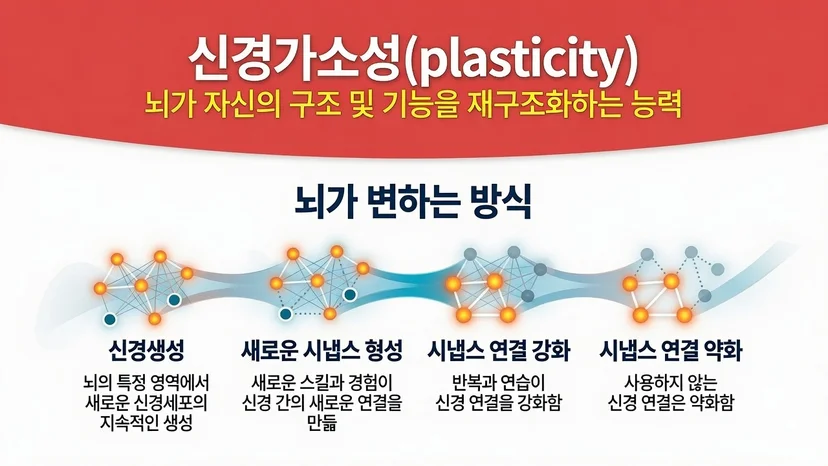 뇌의 신경가소성을 설명하는 이미지 