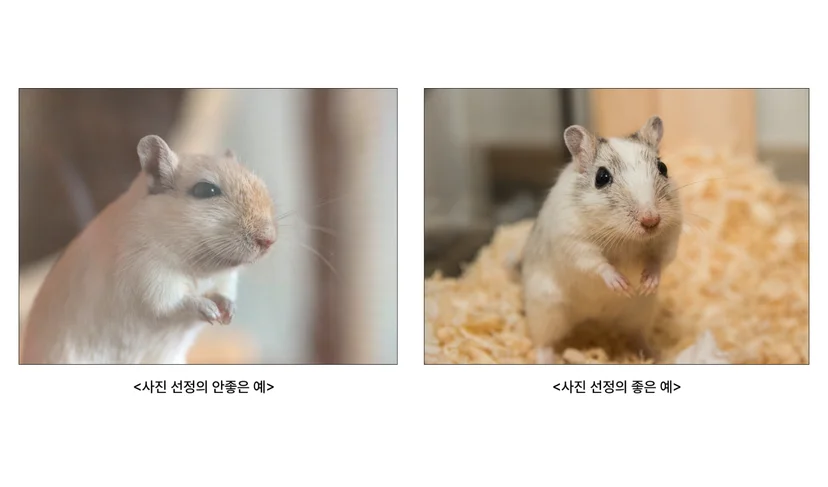 햄스터 굿즈용 사진 선택 – 초점이 흐리고 얼굴이 측면으로 나온 사진과 밝고 선명하게 정면을 바라보는 사진을 비교한 이미지