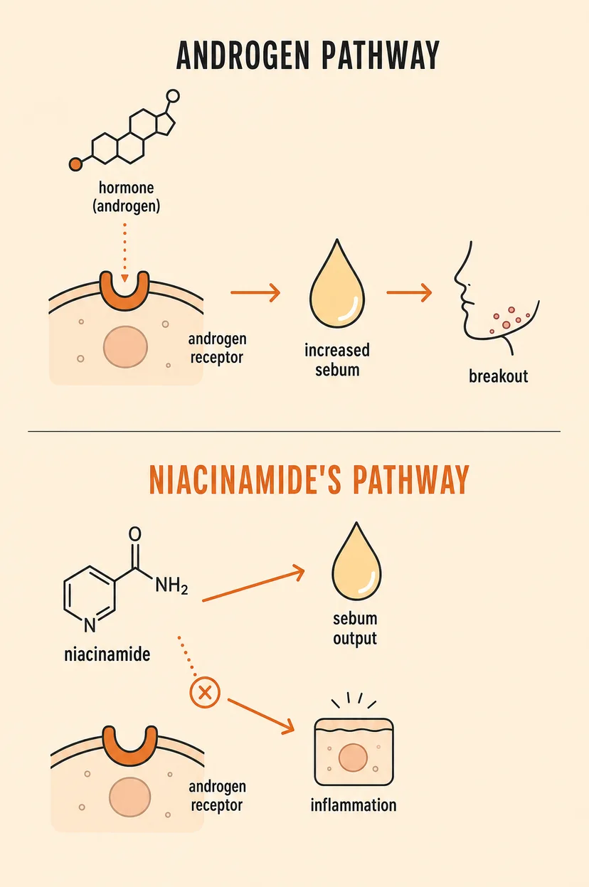 Diagram comparing androgen hormone pathway that triggers sebum and breakouts versus niacinamide pathway that regulates sebum output and blocks androgen receptor.