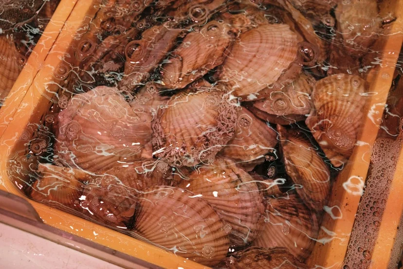 수조 속 깨끗한 물에 담겨 있는 살아있는 가리비 조개 껍데기들