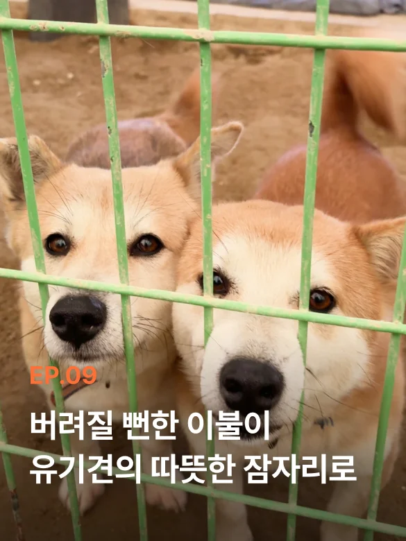 유기견 보호소 철장 사이로 얼굴을 내밀고 마중하는 황구 강아지 2마리