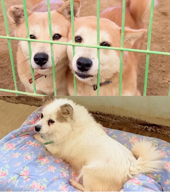 기부받은 꽃무늬 이불 깔개 위에 엎드려 편안하게 휴식을 취하는 흰색 강아지