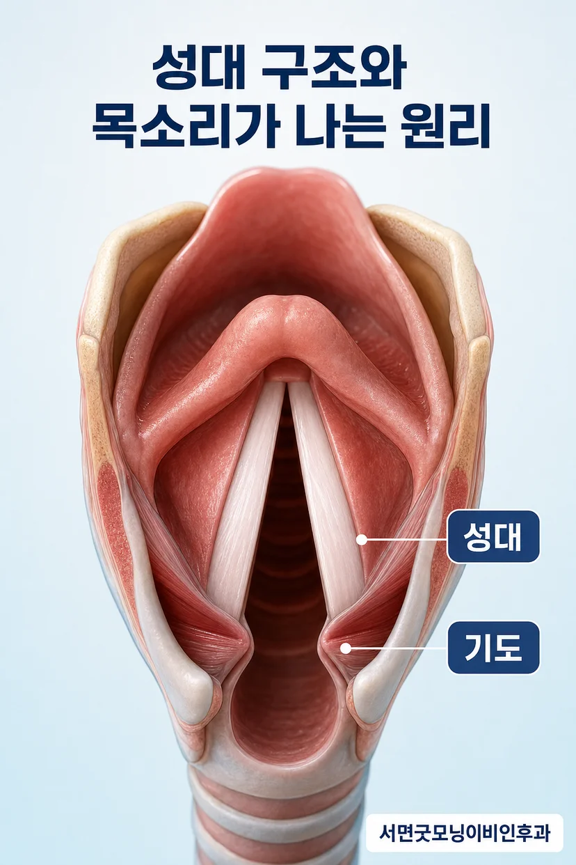 성대 결절과 폴립의 내시경 사진